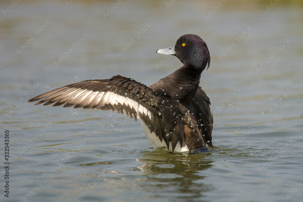 Tufted duck (Aythya fuligula) is a small diving duck with a population of close to one million birds, found in northern Eurasia. Tufted duck (Aythya fuligula) is a small diving duck with a population of close to one million birds, found in northern Eurasia.