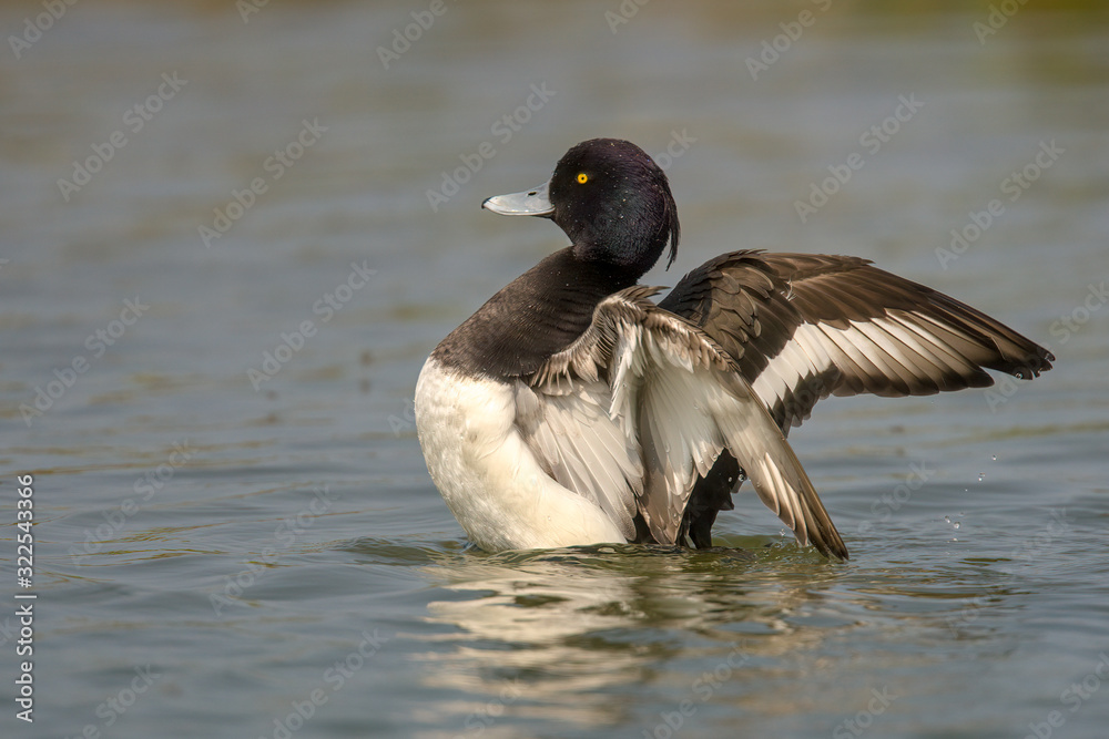 Fototapeta premium Tufted duck (Aythya fuligula) is a small diving duck with a population of close to one million birds, found in northern Eurasia.