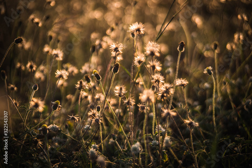 Flower grass on the side of the background with a blurry bokeh. © Chay