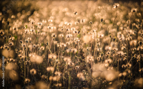 Flower grass on the side of the background with a blurry bokeh.