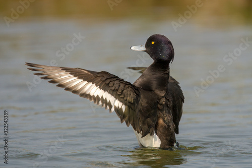 Tufted duck (Aythya fuligula) is a small diving duck with a population of close to one million birds, found in northern Eurasia.