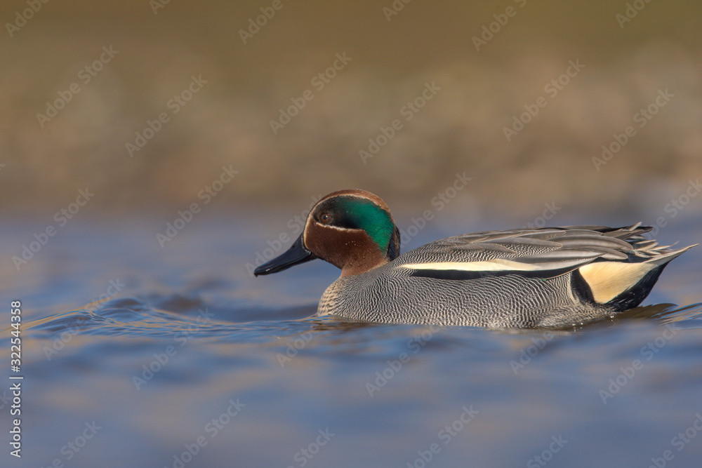 Obraz premium The Eurasian teal, common teal, or Eurasian green-winged teal (Anas crecca) is a common and widespread duck which breeds in temperate Eurasia and migrates south in winter.