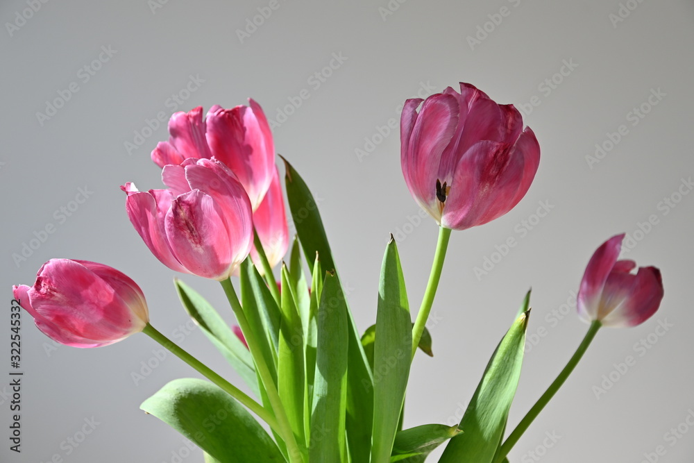 Fototapeta premium Pink spring tulips are beautiful and cute. Gently and easily sunlight falls from a window. Horizontal view. Side view. Close-up.