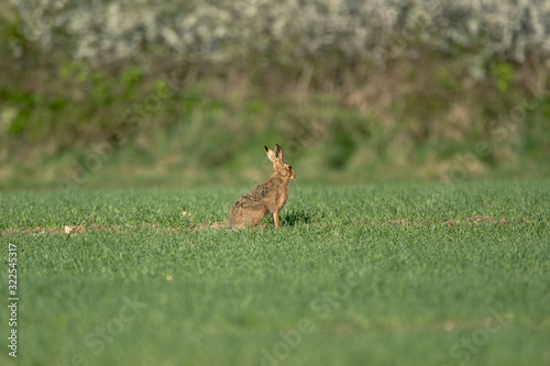The European hare (Lepus europaeus), also known as the brown hare, is a species of hare native to Europe and parts of Asia. © Nigel
