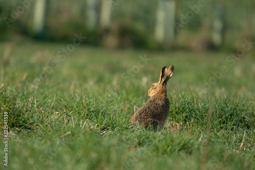 The European hare (Lepus europaeus), also known as the brown hare, is a species of hare native to Europe and parts of Asia.