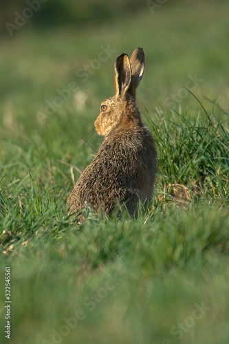 The European hare (Lepus europaeus), also known as the brown hare, is a species of hare native to Europe and parts of Asia. © Nigel