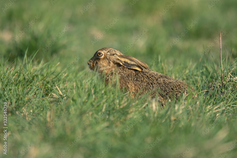 Fototapeta premium The European hare (Lepus europaeus), also known as the brown hare, is a species of hare native to Europe and parts of Asia.