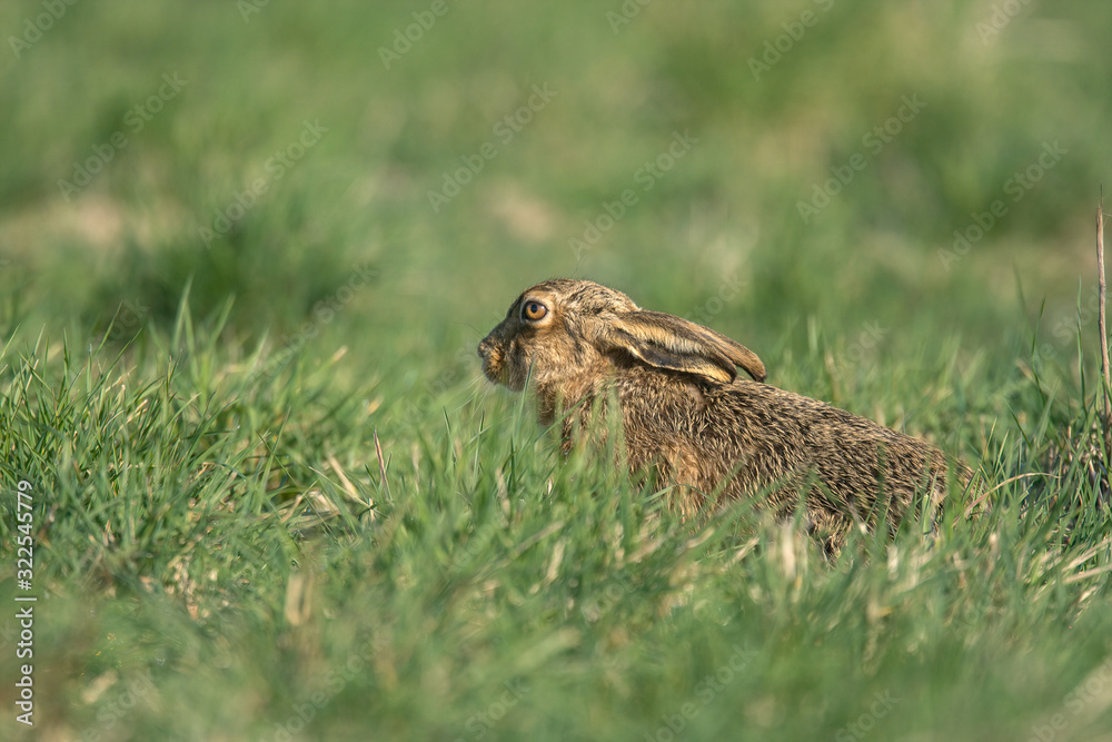 The European hare (Lepus europaeus), also known as the brown hare, is a species of hare native to Europe and parts of Asia. The European hare (Lepus europaeus), also known as the brown hare, is a species of hare native to Europe and parts of Asia.