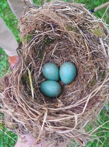 huevos de pajaro verdes en su nido
