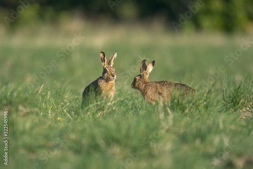 The European hare  Lepus europaeus   also known as the brown hare  is a species of hare native to Europe and parts of Asia.