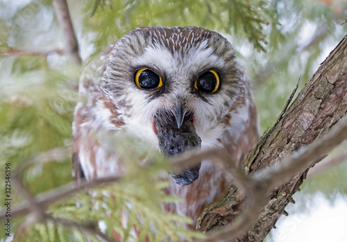 Saw-whet owl (Aegolius acadicus) expelling a pellet perched on a cedar tree branch during winter in Canada photo