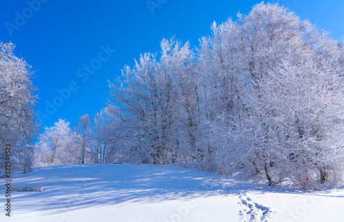 Trees covered with snow, beautiful winter landscape. Winter background.