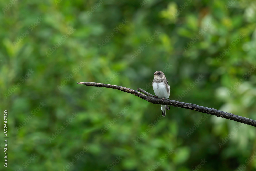  The sand martin (Riparia riparia) is a small bird of the family Hirundinidae. 