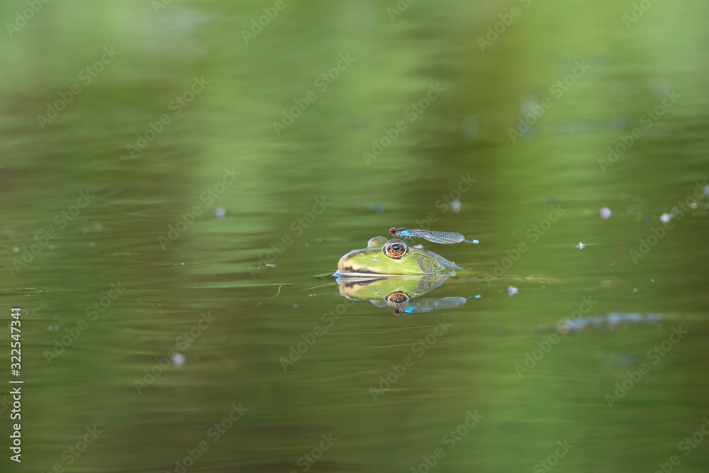 Green frog in the water on which the insect Erythromma sits. Green frog in the water on which the insect Erythromma sits.