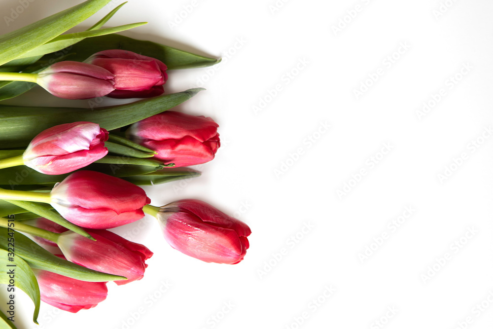 Red Tulips isolated on a white background with copy space Red Tulips isolated on a white background with copy space