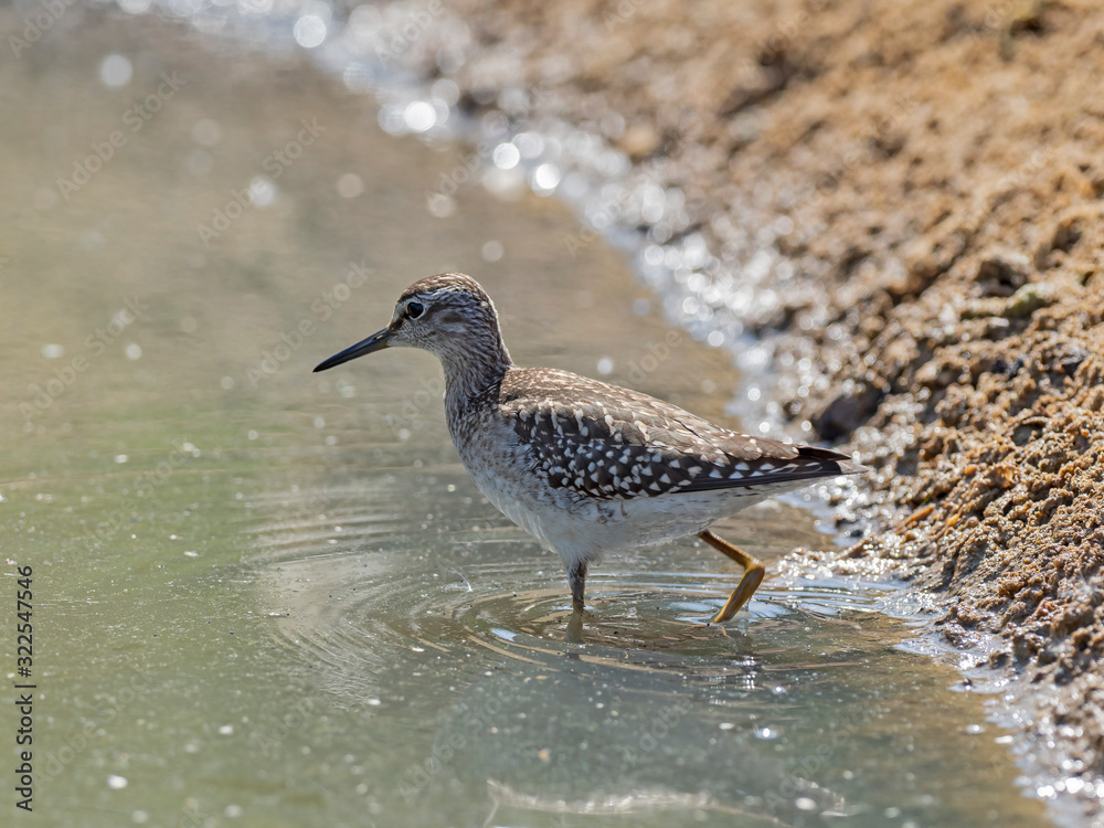 The wood sandpiper (Tringa glareola) is a small wader. The wood sandpiper (Tringa glareola) is a small wader.