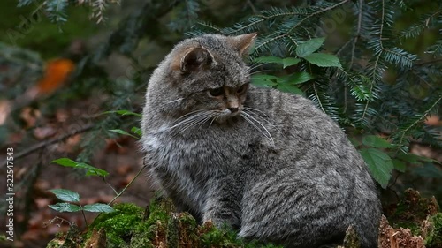 European wildcat / wild cat (Felis silvestris silvestris) looking around from tree stump in forest photo