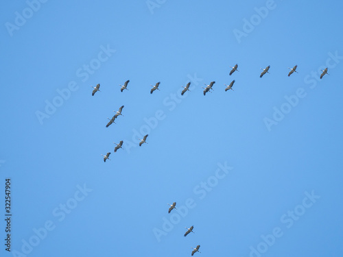 a flock of common cranes (Grus grus) in flight formation in a deep blue sky