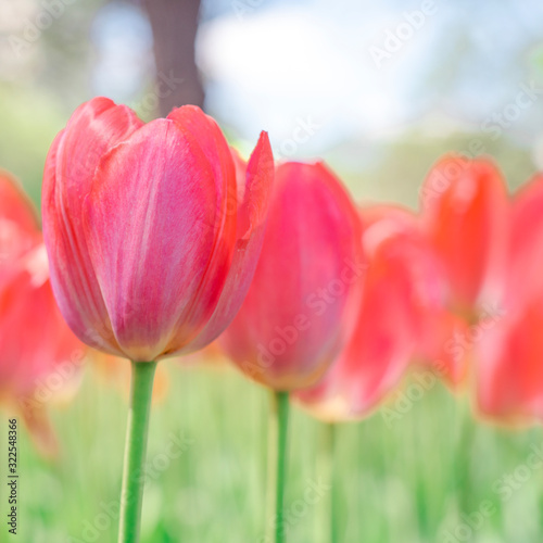 spring tulip blooms in the garden, romantic and dreamy mood, lush lava and aqua menthe colors, the concept of youth and growth