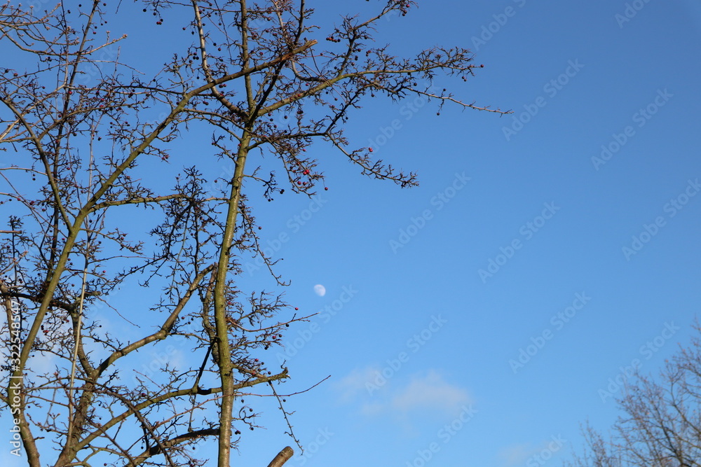 Obraz premium Im Winter ist der Mond am Himmel hinter Baum