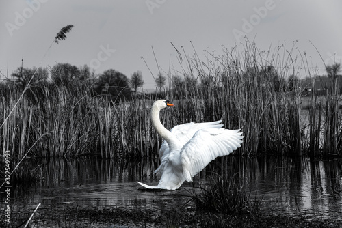 swan on lake