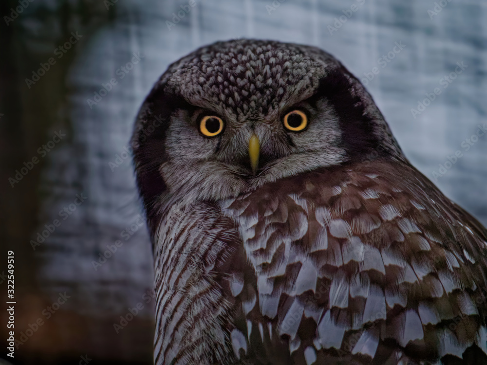 Fototapeta premium The boreal owl, Aegolius funereus, is a small owl.