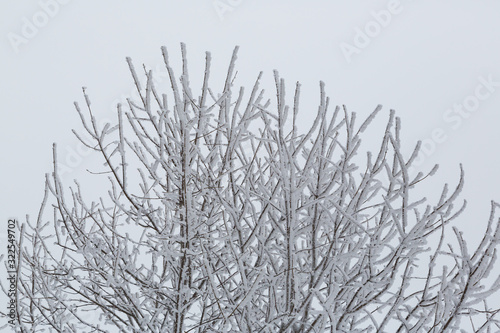snow covered frozen tree branches in mist