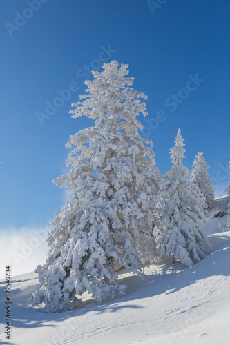 several trees covered with snow on  Swiss mountains Rigi, blue sky