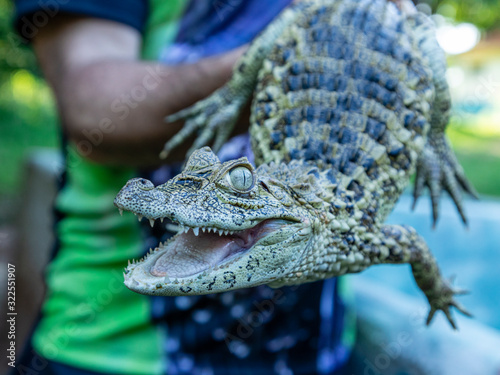 Close up on the yellow crop alligator (Caiman latirostris) photo