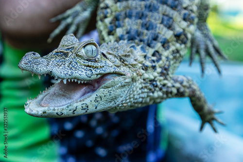 Close up on the yellow crop alligator  Caiman latirostris 