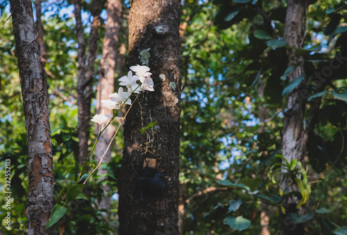 White orchids are blooming beautifully in the deep forest.