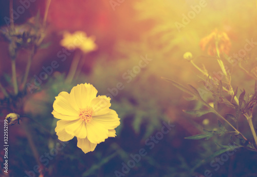 Soft focus blur   beautiful yellow cosmos with sun light nature background