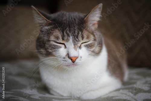 Portrait of a grey cat with a white breast. Smart and noble pet posing for the camera. © SerPak