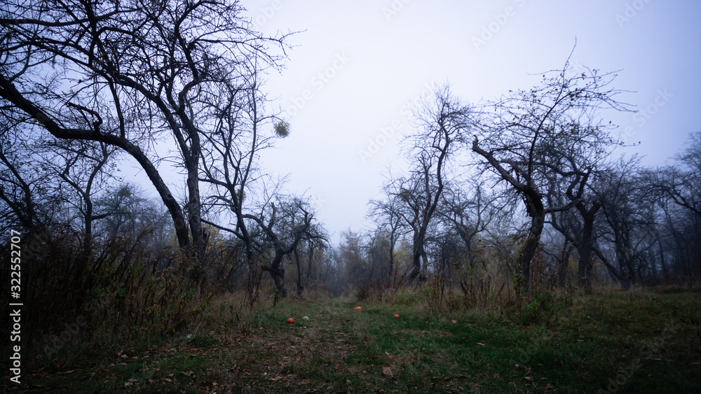 Autumn landscape in the forest with fog and dark fruit trees without leaves.