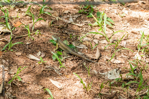 Tropidurus oreadicus sunbathing, Brazilian lizard photo