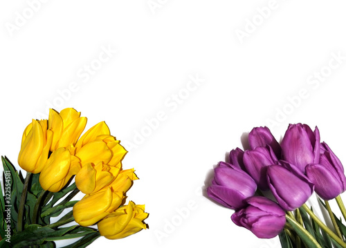 Two bouquets of tulips on a white background. Isolated. Varieties Strong Gold and Milka.