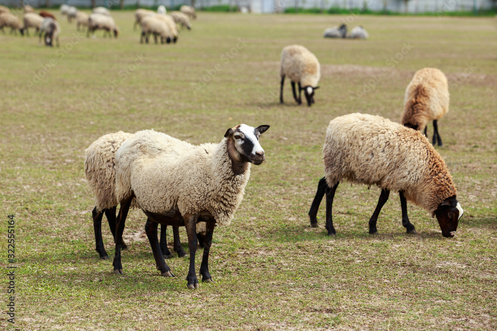 sheep in a green meadow sheep in a green meadow