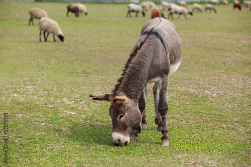 Young donkey in the meadow