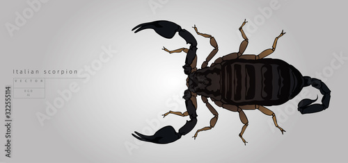 Italian scorpion. Vector illustration. View from top.