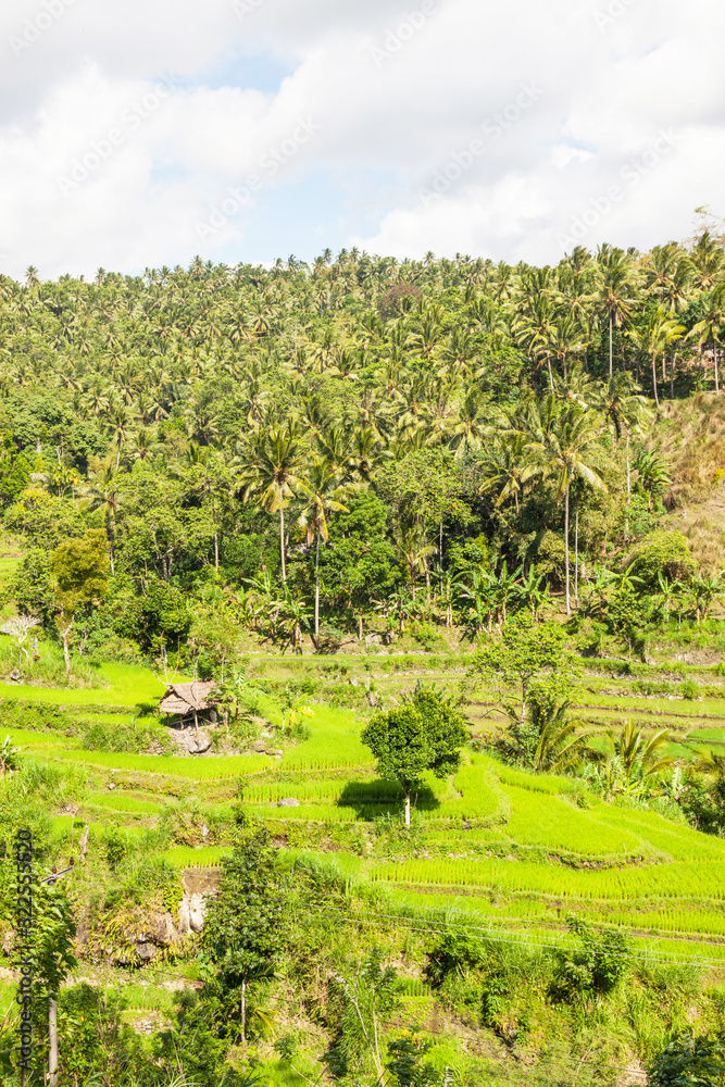 Balinese Rice Terraces and Palm Plantation Balinese Rice Terraces and Palm Plantation
