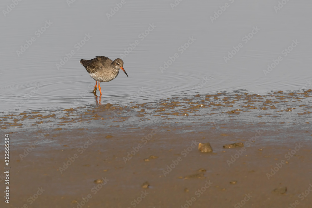 Fotografie Redshank on the shore
