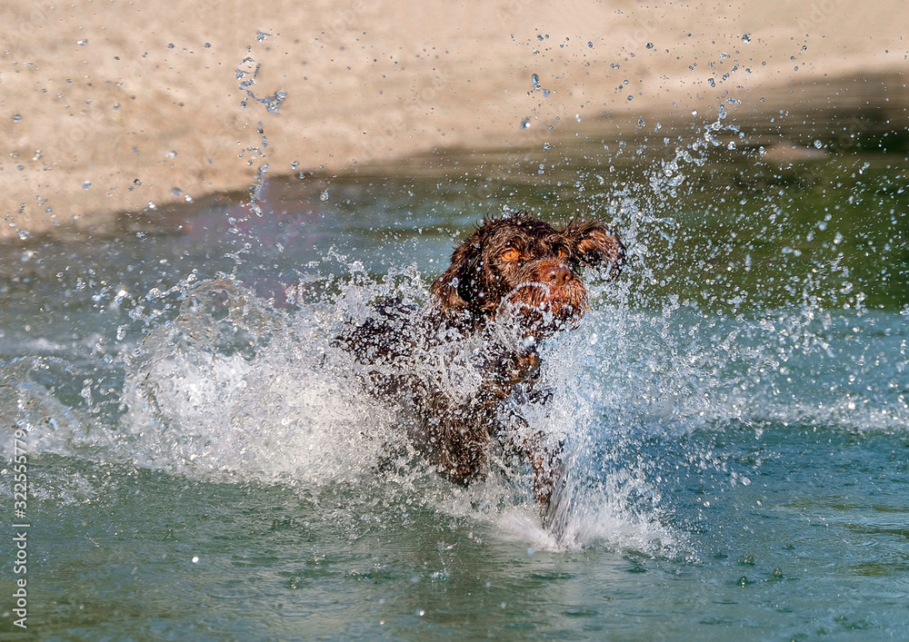 German wire-haired pointer summer splash 