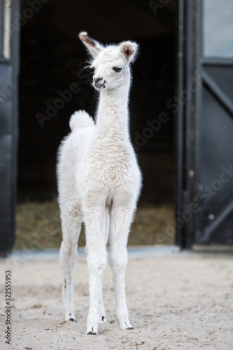 weißes niedliches Baby Lama  © Ines Hasenau