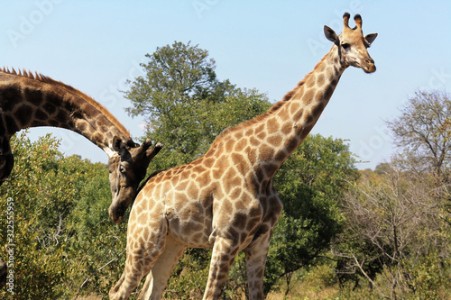 Female Giraffe being gently nudged from male, Kruger Park photo