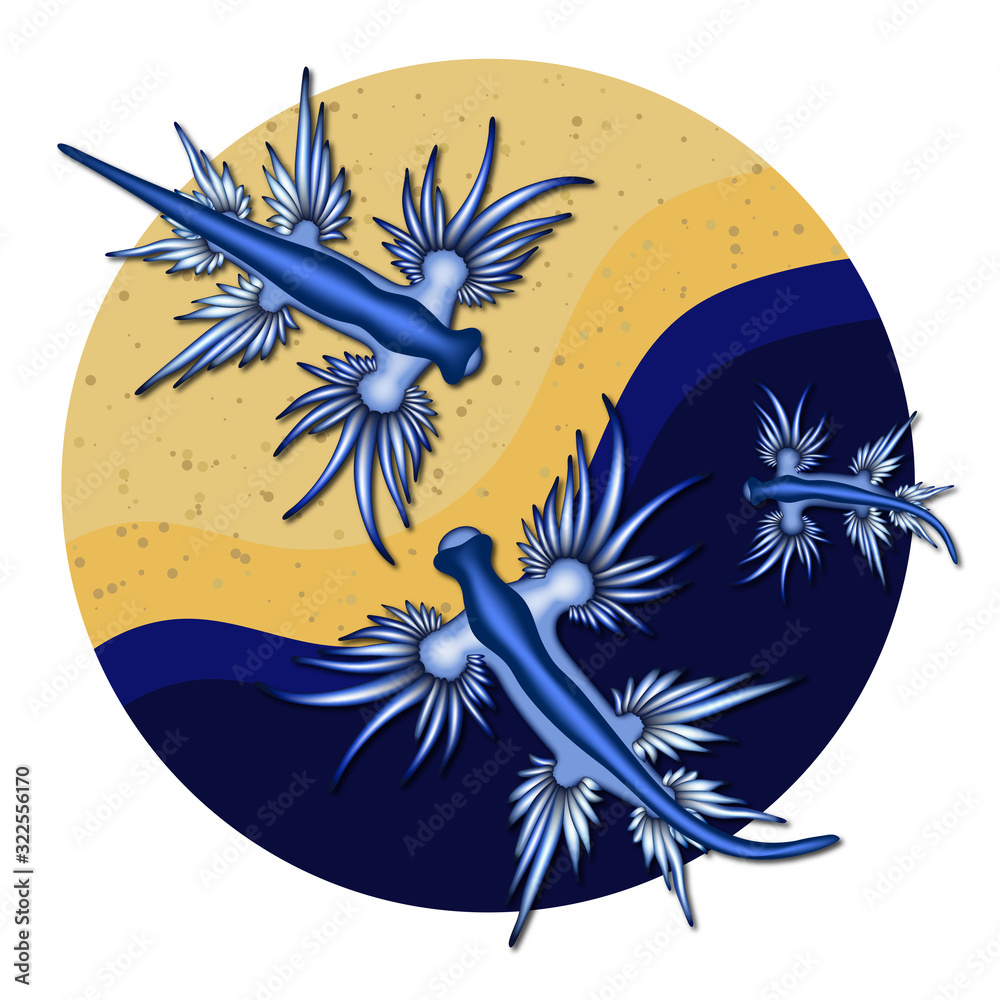 Babosa marina - Dragón Azul 