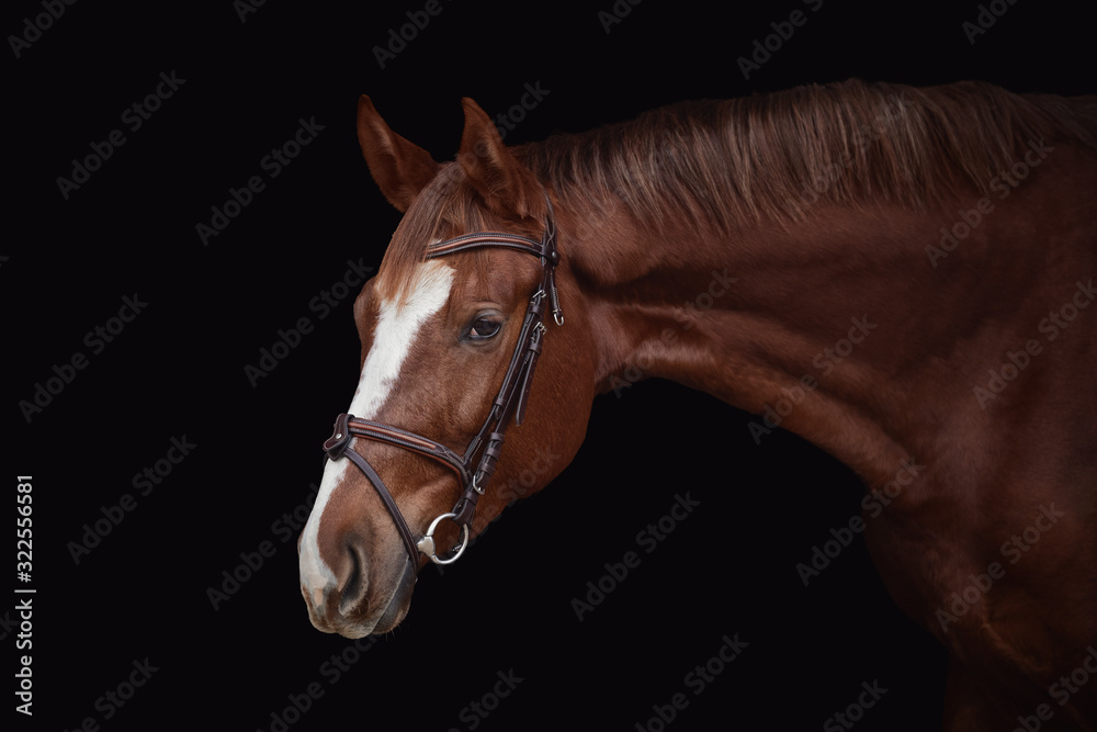 portrait of young red trakehner mare horse in brown bridle isolated on black background portrait of young red trakehner mare horse in brown bridle isolated on black background