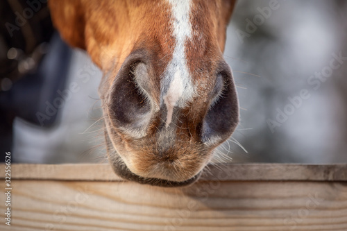 closeup portrait of red horse s nose