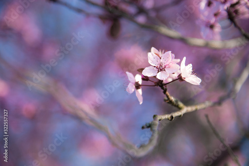 cherry blossom