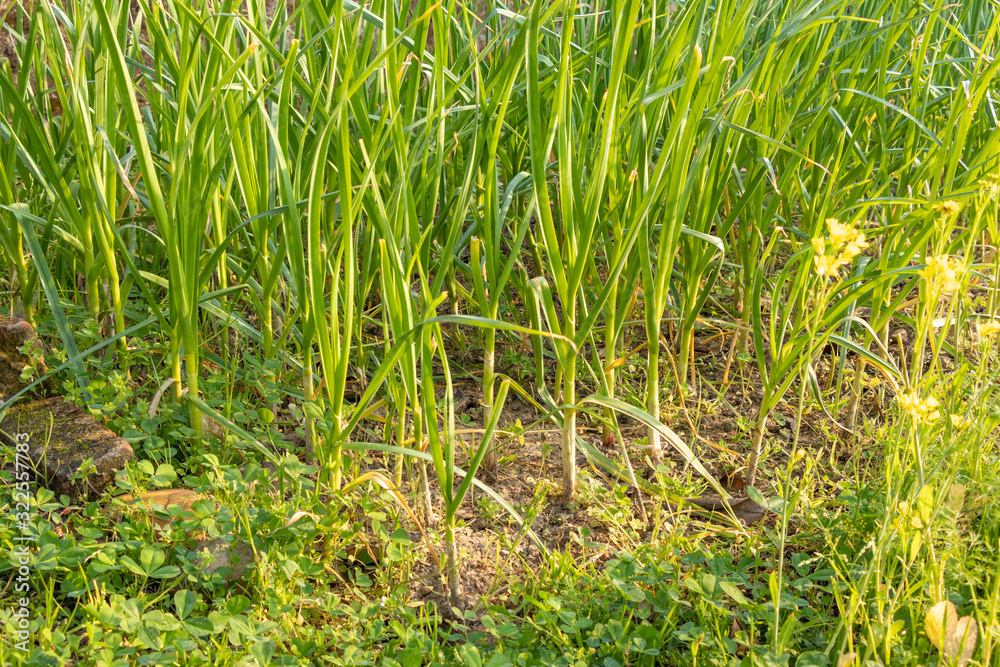 Beds with young onions, rows of green onions, green onions in the ground Beds with young onions, rows of green onions, green onions in the ground