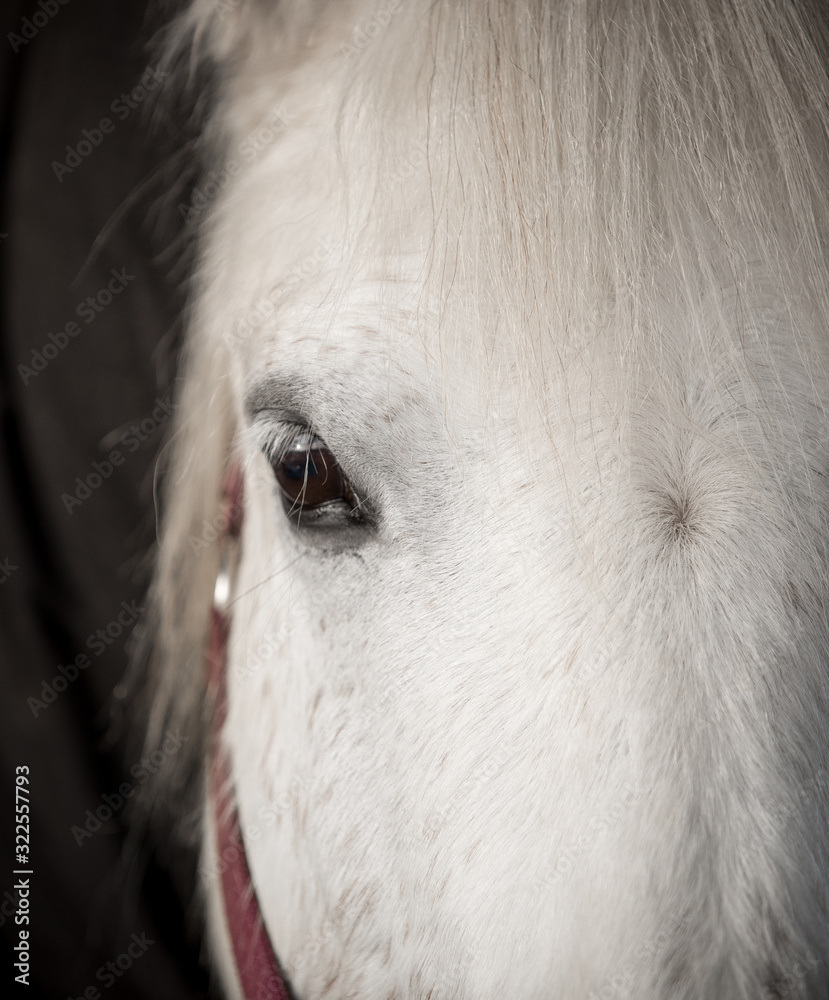 Fototapeta premium close up portrait of grey horse's eye